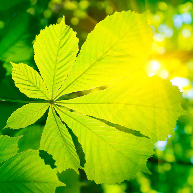 Chimica E Natura La Fotosintesi Artificiale Fatti Non Fake